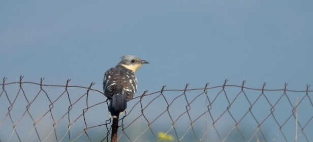 Great Spotted Cuckoo, Lesvos
