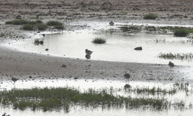 Little Ringed Plovers